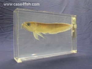 Foto Galerie/Osteoglossiformes/Osteoglossum bicirrhosum/Osteoglossum bicirrhosum_06_S.jpg